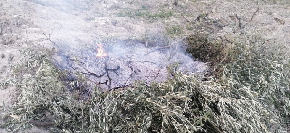 Orman yangını diye gittiler yakılan zeytin dallarıyla karşılaştılar