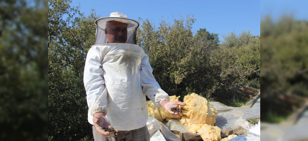 Manisa’da zehirlenen binlerce arı telef oldu