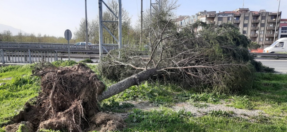 Turgutlu’da fırtına ağaçları devirdi