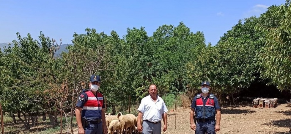 Kaybolan koyunları jandarma buldu