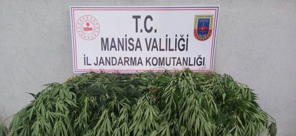 Manisa’da kenevir operasyonu: 50 kök ele geçirildi