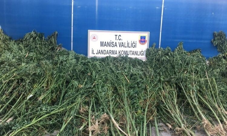 Manisa’da bin 740 kök kenevir ele geçirildi