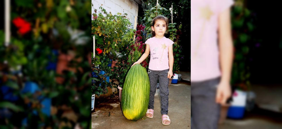 Manisa’da 14 kiloluk devasa acur ilgi odağı oldu