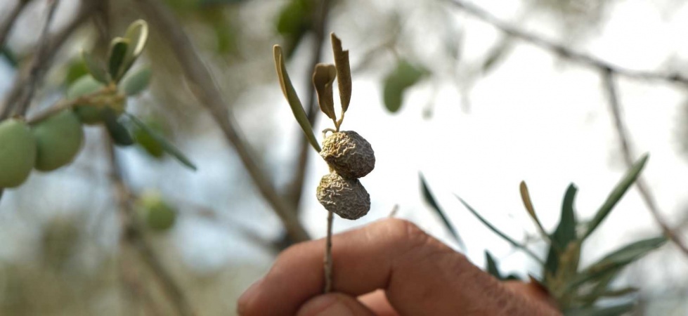 Manisa’da hasadı başlayan zeytinde endişe veren görüntü