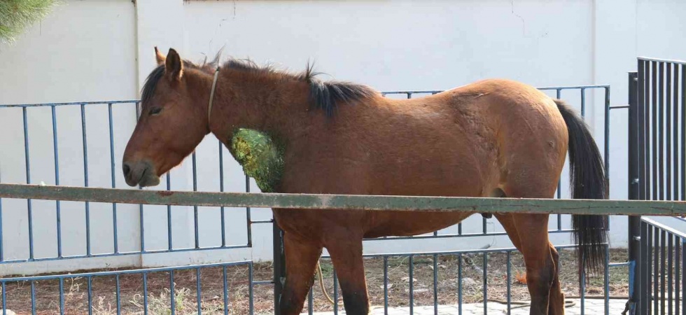 Yaralı yılkı atlarının tedavisi devam ediyor