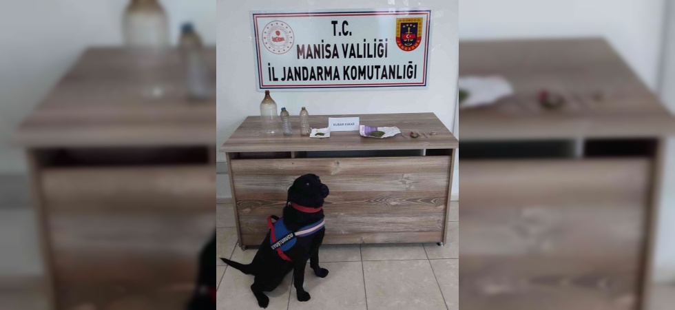 Salihli Jandarma, uyuşturucu tacirlerine göz açtırmıyor