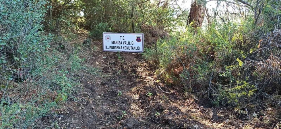 Manisa’da ormanlık alana 178 kök kenevir ekmişler