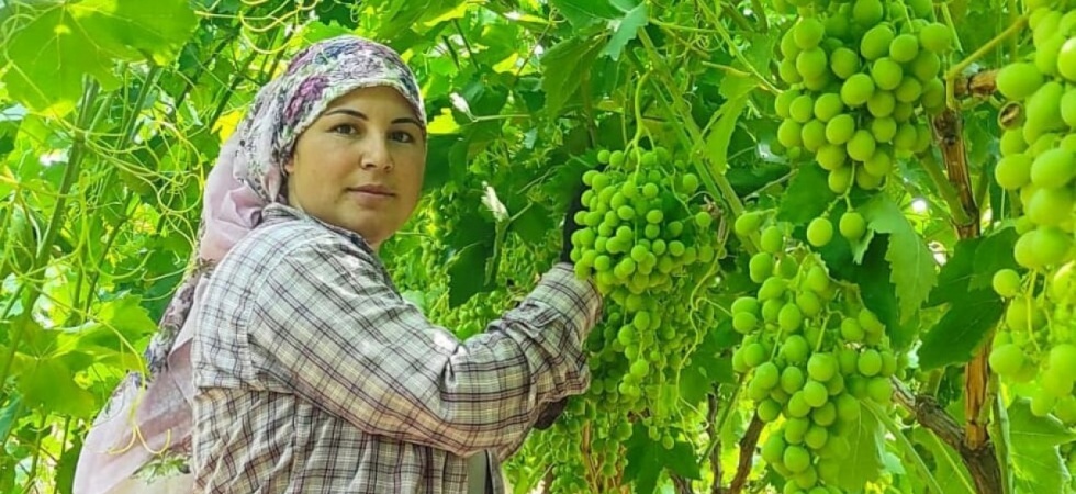 Çekirdeksiz Sultaniye üzümler ihracat için hazırlanıyor