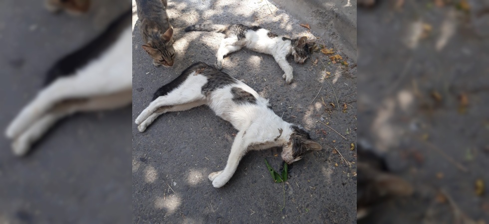 Manisa’da kedi ve köpek katliamı: 15’e yakını öldürüldü