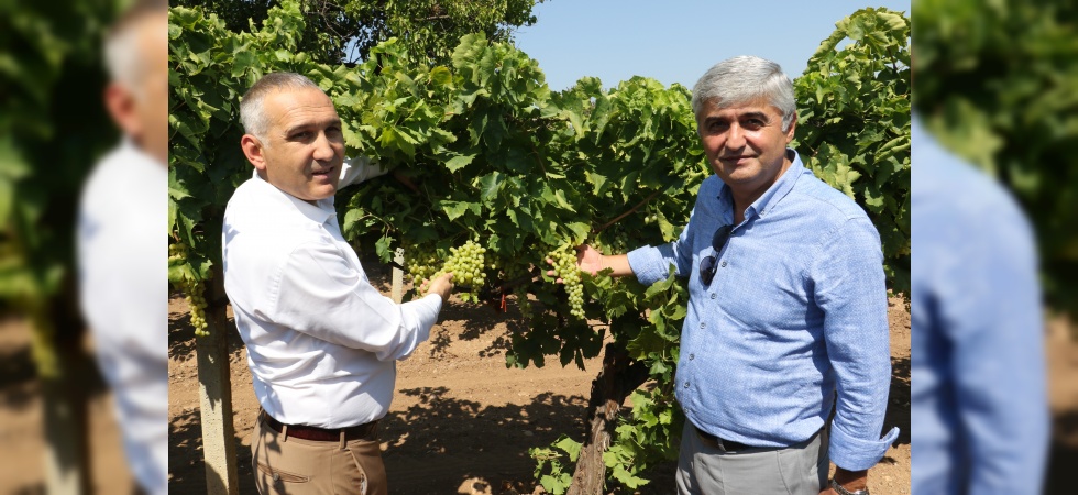 Üzümde salkım güvesine karşı biyoteknik mücadele