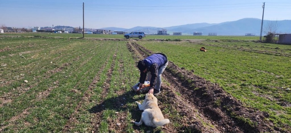 Deprem bölgesinde sokak hayvanları da unutulmadı