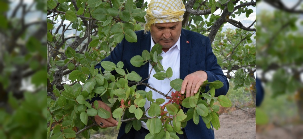 Yunusemre Belediyesi 2023 yılı ağaç aşılaması için talep toplayacak