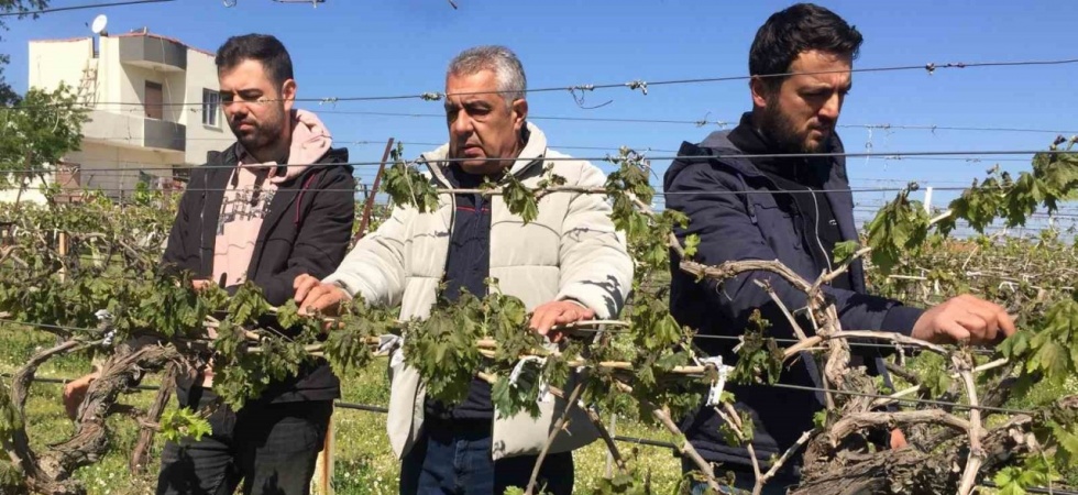 Manisa’da üzüm bağlarını don vurdu