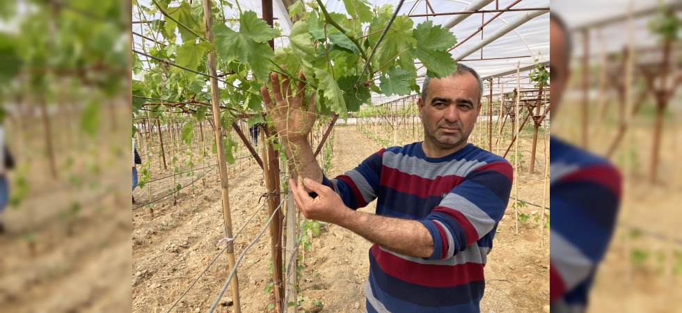 Sarıgöl’de ilk kez örtüaltı üzüm yetiştirildi