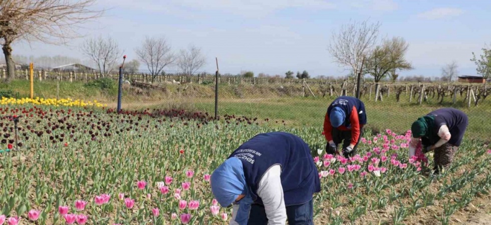 Lale üretimi kadınlara gelir kapısı olacak