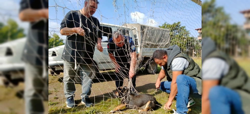 Manisa’da kale filesine dolanıp mahsur kalan köpek kurtarıldı