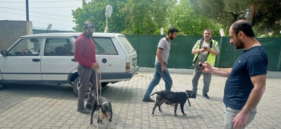 Manisa’da pitbull ile oklu kirpi avlayan 6 kişiye 138 bin 198 lira para cezası