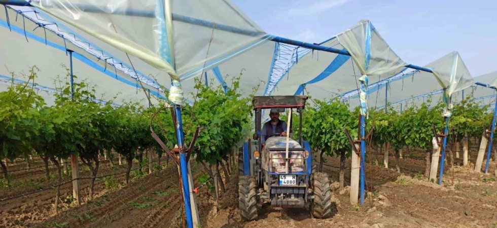 Sarıgöl Ovası’nın bağlarında hummalı çalışma