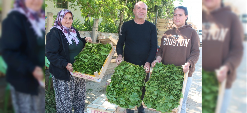 Üzümden önce yaprağı gelir kapısı oldu