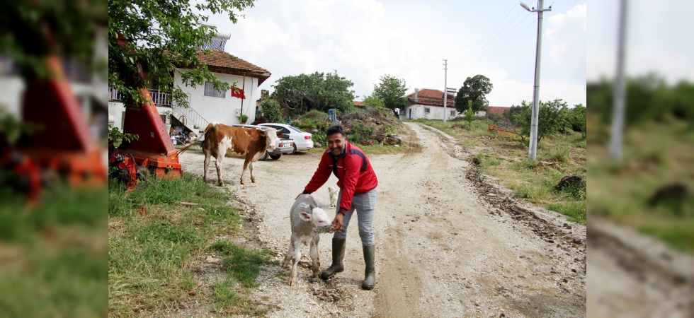 Ekin tarlasında doğan buzağı dron ile bulundu