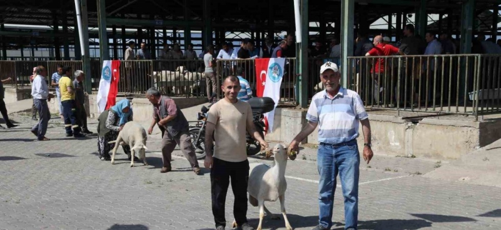 Manisa’da damızlık koçlar sahiplerini buldu