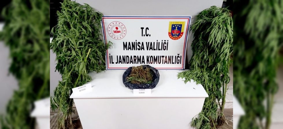 Manisa Jandarmasından kenevir ve esrar operasyonu