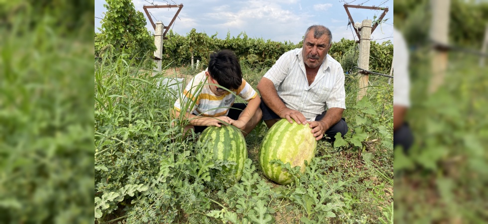 Manisalı çiftçi üzüm bağında 30 kiloluk karpuz yetiştirdi