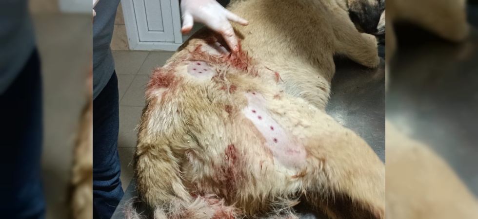 Sokak köpeği av tüfeği ile vuruldu