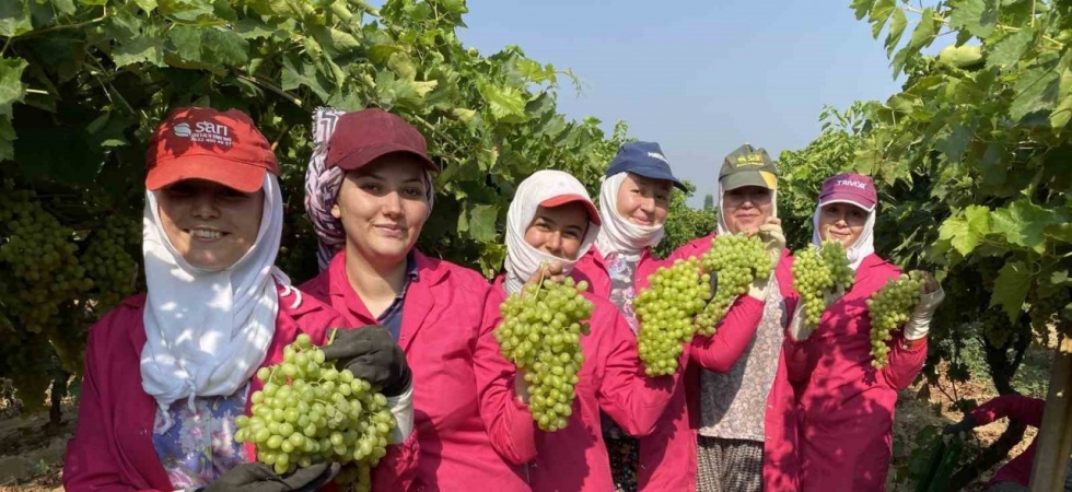 Yaş üzümde ihracat hedefi 200 milyon doların üzerinde
