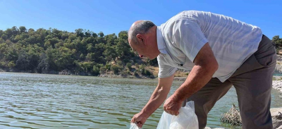 Manisa’nın göletlerine 30 bin yavru sazan balığı bırakıldı