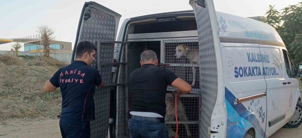 Turgutlu’da dere yatağında mahsur kalan köpek kurtarıldı