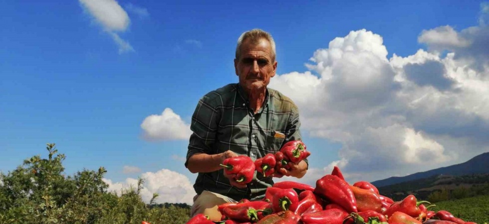 Salihli’de kapya biber bereketi