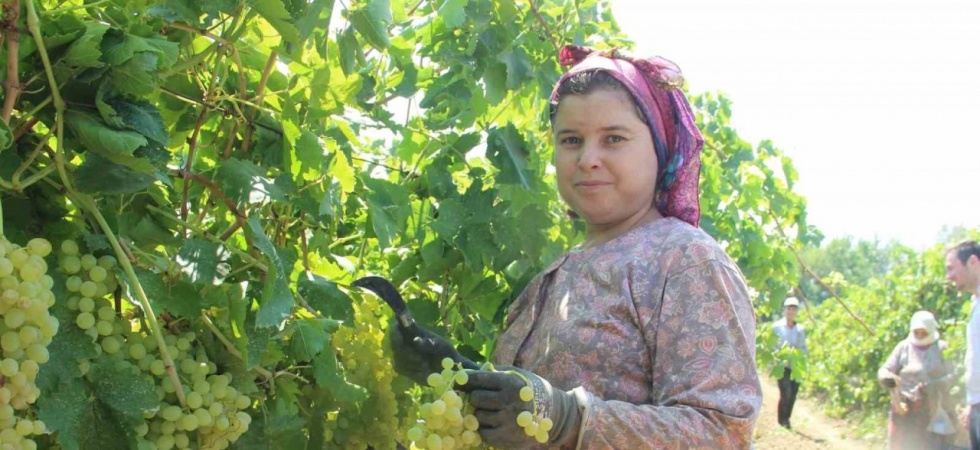 Sarıgöl’den günde 5 tır üzüm ihraç ediliyor