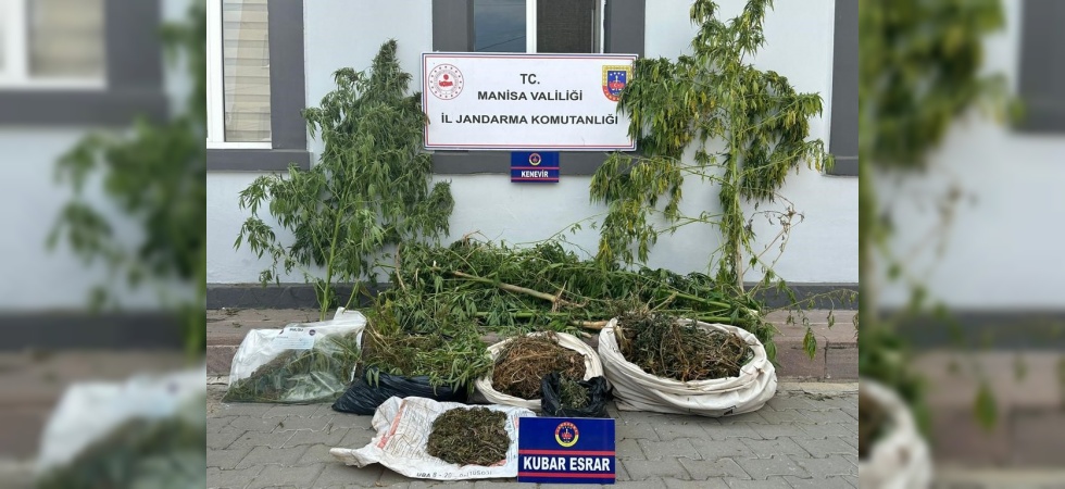 Sazlıkların arasında kenevir ve esrar ele geçirildi
