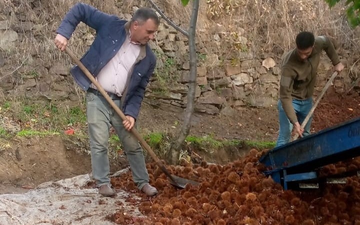 Kestanede bu yıl verim az kalite yüksek