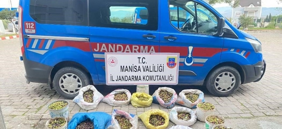 Zeytin hırsızları jandarmadan kaçamadı