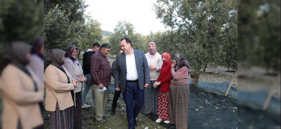 Akhisar’da zeytin hasadı devam ediyor