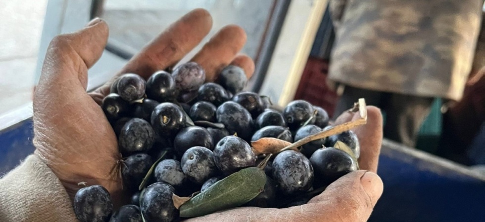Zeytinde rekolte üzdü, fiyatlar sevindirdi