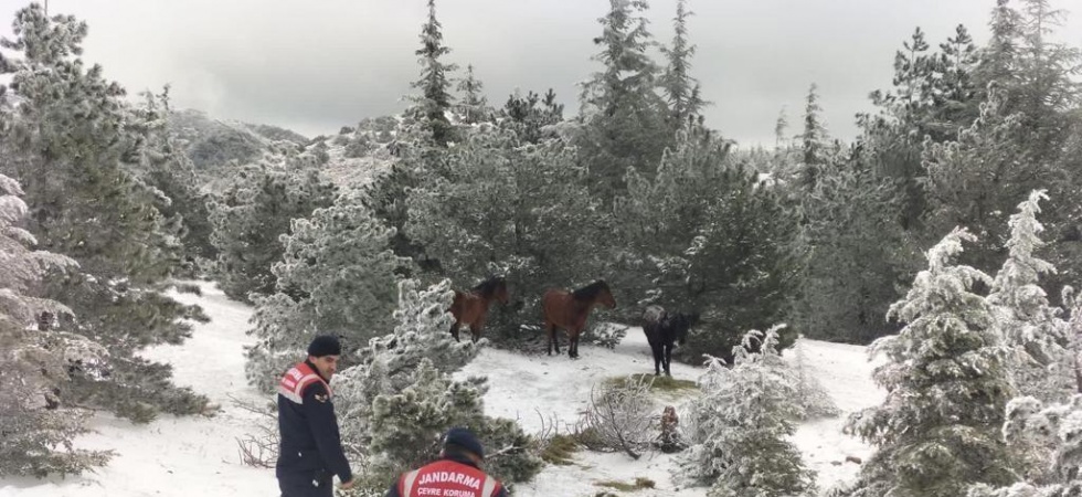Jandarma yaban hayvanları için yemleme çalışması yaptı