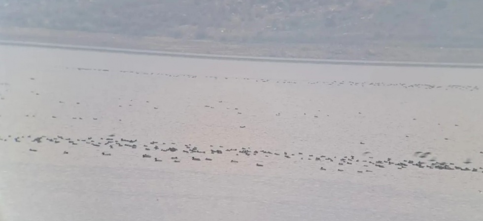 Manisa’da kış ortası su kuşu sayımları yapıldı
