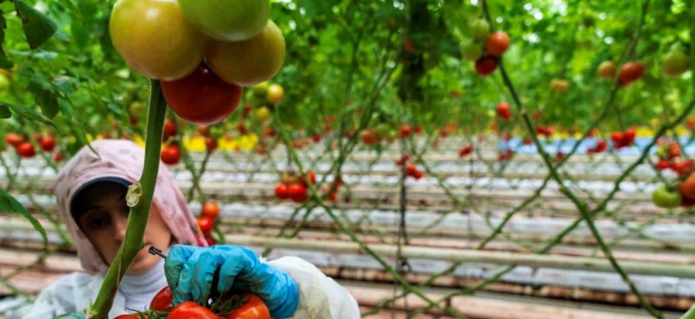 Seracılığın merkezi Hollanda’ya Manisa seralarından domates ihracatı