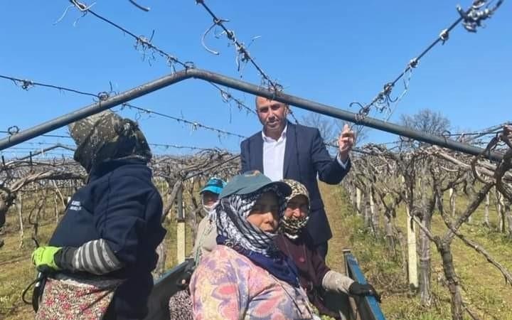 Dünyaca ünlü üzümün yetiştirildiği bağlarda hummalı çalışma