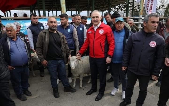 Manisa’da damızlık koç dağıtımı tamamlandı