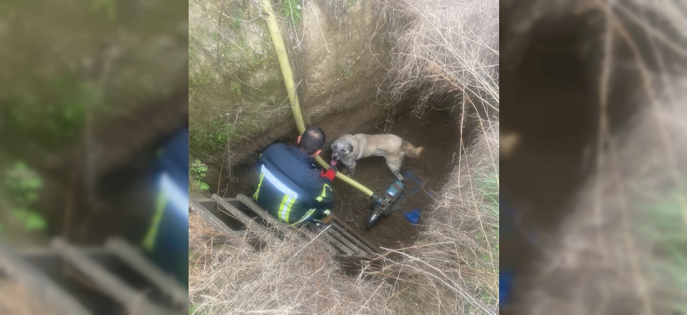 Manisa’da havuza düşen köpeğin yardımına itfaiye koştu