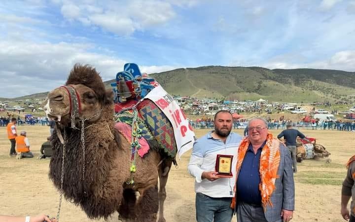 Sarıgöl’de deve güreşlerine büyük ilgi