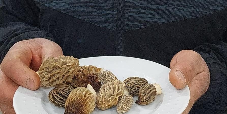 Yağmur sonrası Manisa’da kuzugöbeği bereketi