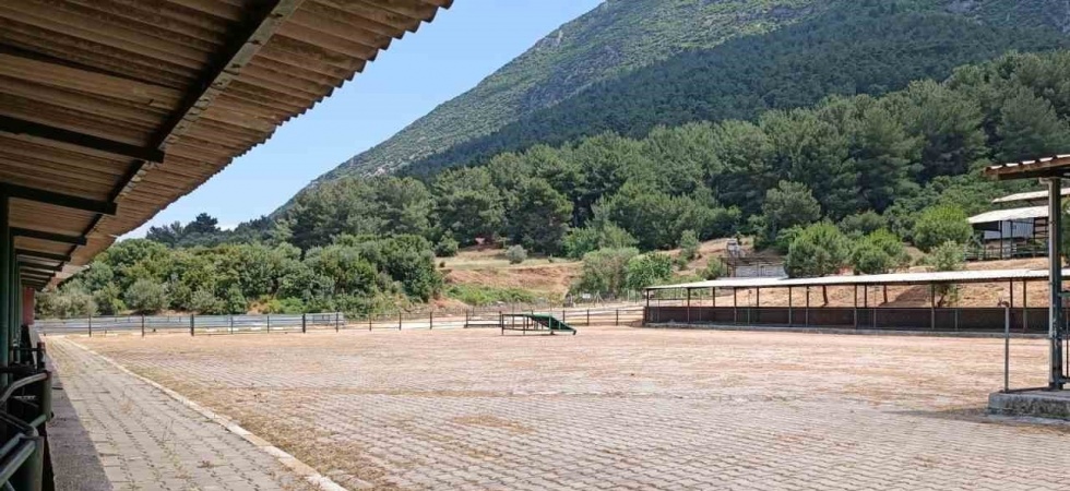 Manisa Canlı Hayvan Borsası 2024 Kurban Bayramı’na hazır