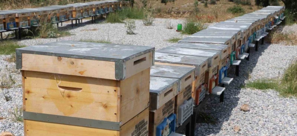 Büyükşehir’in kraliçeleri yayılıyor