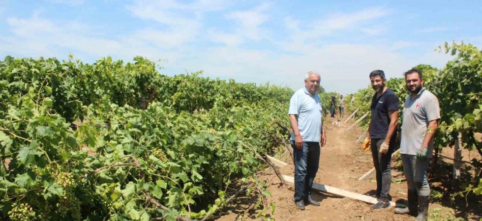 Dolu yağışının ardından üzüm bağlarında hasar tespiti başladı