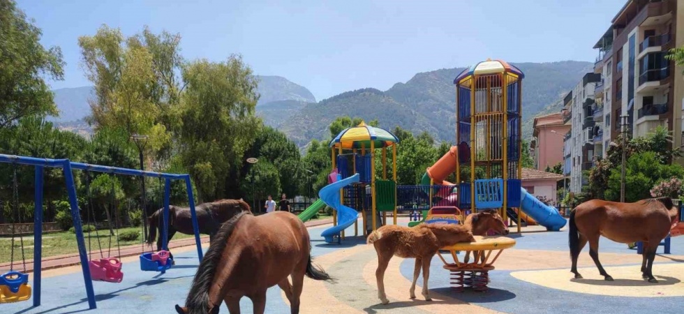 Sıcaktan bunalan yılkı atları çocuk parkına indi